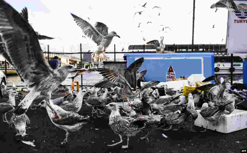 Seagulls fight for fish remains at a fish market in the Karakoy district in Istanbul, Turkey.