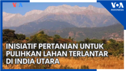 Inisiatif Pertanian untuk Pulihkan Lahan Terlantar di India Utara
