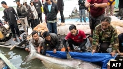 ອກະສານສະບັບນີ້ຈາກອົງການ USAID Wonders of the Mekong ທີ່ໄດ້ຈັດຂຶ້ນໃນວັນທີ 10 ທັນວາ 2024 ແລະ ເຜີຍແຜ່ໃນວັນທີ 13 ທັນວາ 2024 ສະແດງໃຫ້ເຫັນຄົນຖືປາບຶກໃຫຍ່ໃນແມ່ນໍ້າຂອງ ຢູ່ແຂວງ ຕະບຸງ ຂະມຸມ ຂອງກຳປູເຈຍ.