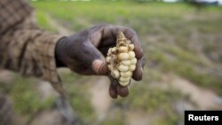 FILE: A Zimbabwean subsistence farmer holds a stunted maize cob in his field outside Harare. (REUTERS/Philimon Bulawayo)