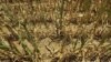 Harga Jagung dan Kedelai Catat Rekor akibat Kekeringan di AS