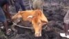 Suspended Zanu-PF Chairman Faces Charges of Stock Theft