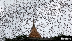 ARHIVA - Slepi miševi iznad hrama Wat Kao Kong Fran u potrazi za hranom, u sumrak u pokrajini Račaburi, 130 km zapadno od Bangkoka, u septembru 2009. (Foto: Reuters)
