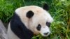 Panda bernama Yun Chuan, telah tiba di kebun binatang San Diego, pada 3 Juli 2024. (Foto: Ken Bohn/San Diego Zoo Wildlife Alliance via AP)
