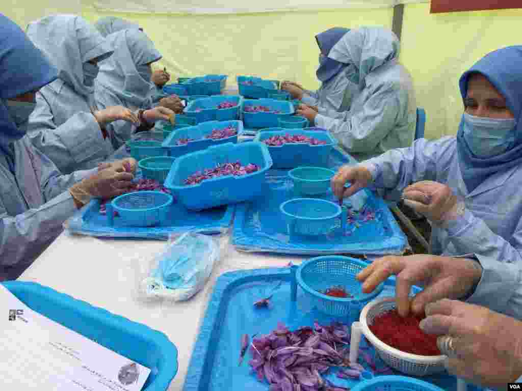 مقام‌های محلی هرات می‌گویند بر اساس سروی و تخمین متخصصان امور زراعتی، امسال در این ولایت بیشتر از ۱۲ تُن زعفران برداشت خواهد شد