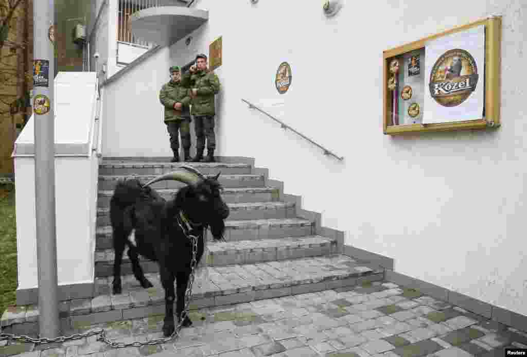 A goat is seen during a protest of activists of the 'National Corps' political party against Czech President Milos Zeman outside the Czech Republic's embassy in Kyiv, Ukraine.