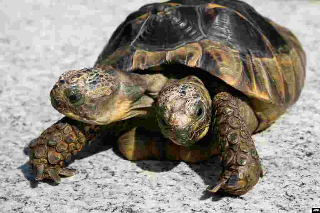 Janus, the Geneva Museum of Natural History's two-headed Greek tortoise, is photographed on the day of its 20th birthday in Geneva, Switzerland.