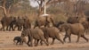 Bathwele Nzima Abantu eMatabeleland North Abakhathazwa Zinyamazana Zendle Lokunye