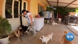 Iraqi Kurdish Family Turns Home into Animal Shelter