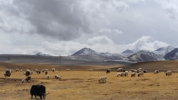 ཇོ་མོ་གླང་མའི་སྟེང་དུ་དངུལ་མདོག་ལྕགས་གཏེར་གསར་རྙེད།