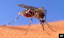 Gardening Mosquitos