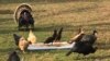 Turkeys Are Guests of Honor at Unusual Thanksgiving Fete