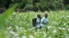 Des enfants dans un champ de maïs à Harare, Zimbabwe, 2 février 2010.