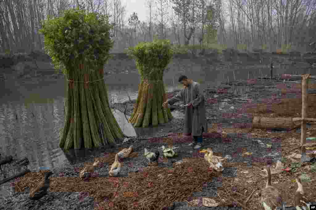 A villager feeds the domestic fowl on the outskirts of Srinagar, Indian-controlled Kashmir.