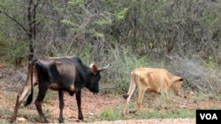 Inkomo Ziyacuba.