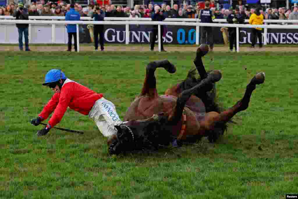 Kuda Quilixios yang ditunggangi Darragh O'Keeffe terjatuh setelah melompati pagar terakhir dalam ajang BetMGM Queen Mother Champion Chase pada Festival Berkuda di Cheltenham, Inggris.