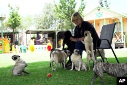 Cheryl Gaw plays with some of the 2,500 pugs she has rescued in South Africa at her home in Johannesburg, South Africa, Jan. 14, 2025.
