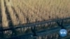 Iowa soybean farmers are among those being hurt by the trade war between Washington and Beijing. As the nations accuse each other of unfair trade practices, demand and prices for soybeans fall, worrying American farmers that China will turn to other suppliers.