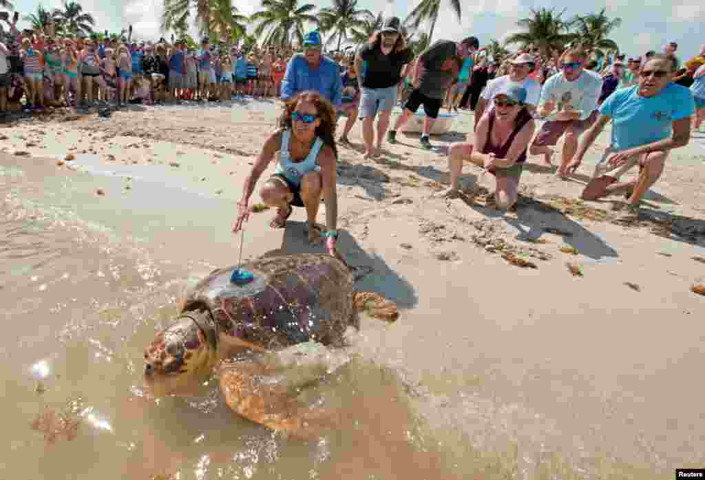 Florida’nın Key adalarında oltalara takıldıktan sonra kurtarılan ve Şubat ayından bu yana tedavi gören caretta caretta, Sombrero Plajı’ndan Atlas Okyanusu’na bırakıldı. Ancak uzmanlar göç güzergahlarını izlemek amacıyla caretta caretta’ya bir uydu alıcısı yerleştirdi.