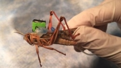 Gafanhotos destroem culturas nos Gambos - 1:58
