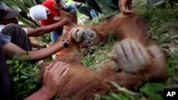 Dokter hewan Yenni Saraswati dari Program Konservasi Orangutan Sumatera (SOCP) memeriksa kondisi orangutan Sumatra yang terluka yang ditemukan oleh aktivis lingkungan di perkebunan kelapa sawit di desa Rimba Sawang, Aceh. (Foto: AP)
