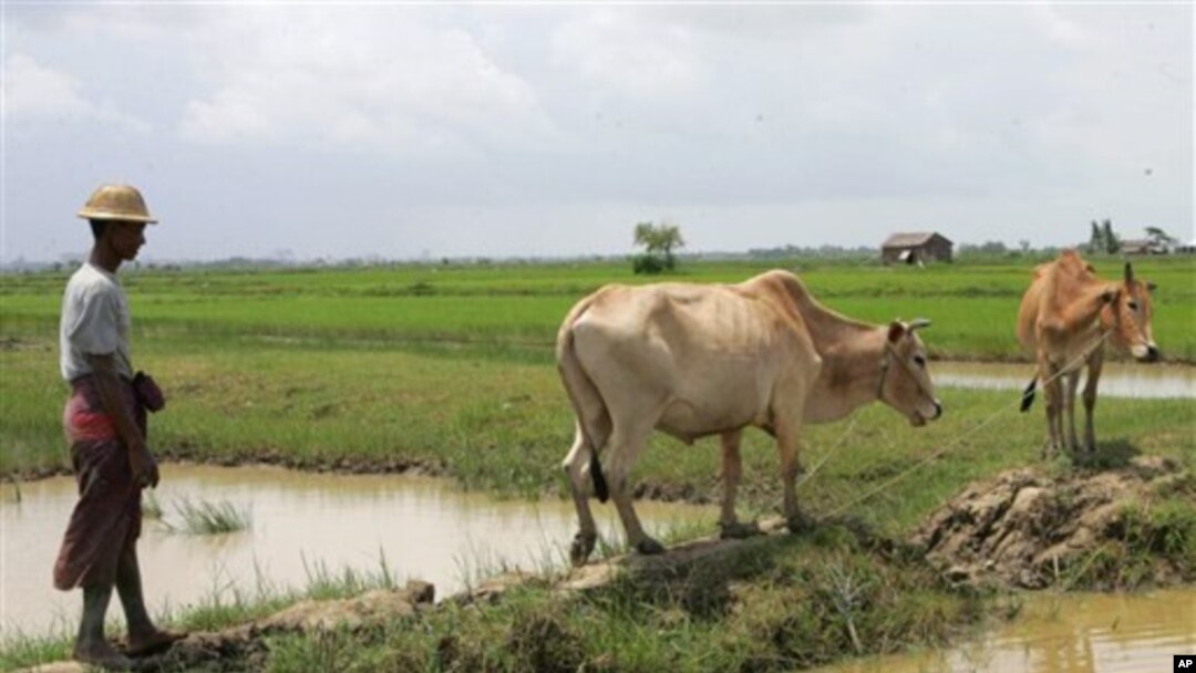 မြန်မာ့လယ်ယာစိုက်ပျိုးရေးလုပ်ငန်းခွင်။