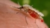 Stručnjaci: Dodatni fondovi uticali bi na iskorenjivanje malarije do 2050.