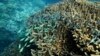 Surveys show widespread Great Barrier Reef coral loss 