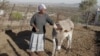 “We love our donkeys because they’re the only source of income,” Mpho Mashele says. “Without them, we will starve.” (Courtesy - Zaheer Cassim
